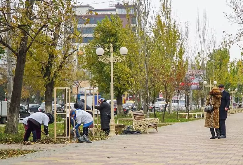 Город-сад: компания «Шатим» высадила аллею из деревьев павловнии в Махачкале 